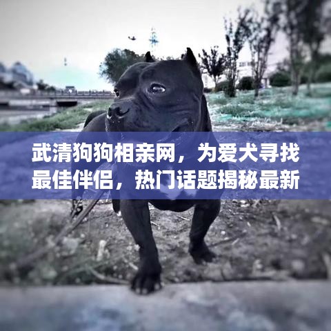 武清狗狗相親網(wǎng)，為愛犬尋找最佳伴侶，熱門話題揭秘最新消息