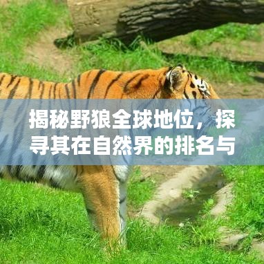 揭秘野狼全球地位，探尋其在自然界的排名與地位