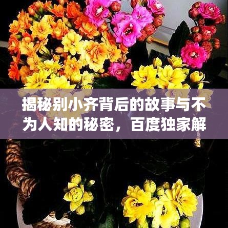 揭秘別小齊背后的故事與不為人知的秘密，百度獨家解析