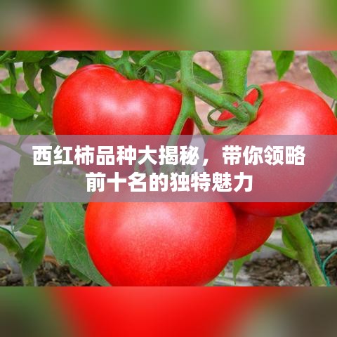 西紅柿品種大揭秘，帶你領(lǐng)略前十名的獨(dú)特魅力