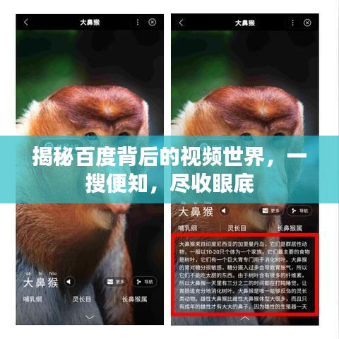 揭秘百度背后的視頻世界，一搜便知，盡收眼底