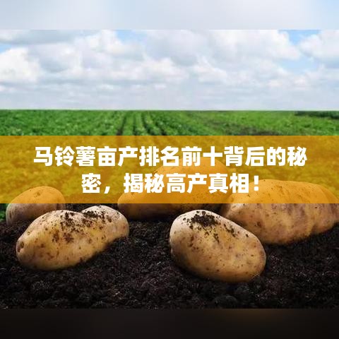 馬鈴薯畝產(chǎn)排名前十背后的秘密，揭秘高產(chǎn)真相！