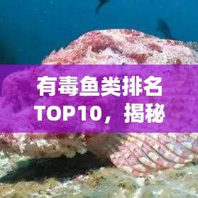 有毒魚類排名TOP10，揭秘海洋中的潛在風(fēng)險(xiǎn)，警惕致命生物！