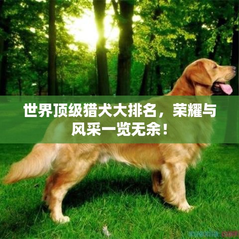 世界頂級獵犬大排名，榮耀與風采一覽無余！