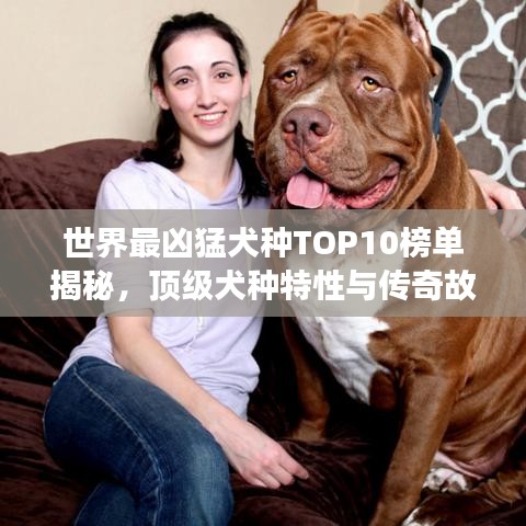 世界最兇猛犬種TOP10榜單揭秘，頂級犬種特性與傳奇故事一網(wǎng)打盡！