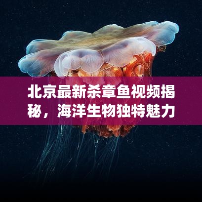 北京最新殺章魚視頻揭秘，海洋生物獨(dú)特魅力的震撼瞬間