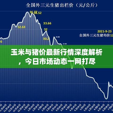 玉米與豬價最新行情深度解析，今日市場動態(tài)一網(wǎng)打盡