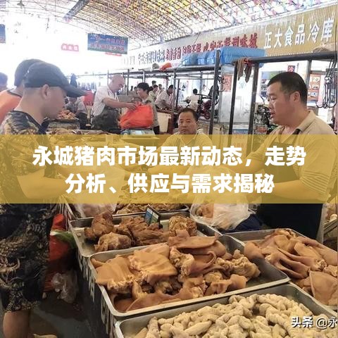 永城豬肉市場最新動態(tài)，走勢分析、供應與需求揭秘