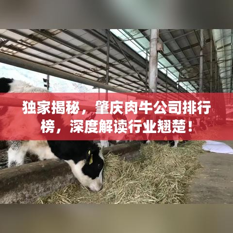 獨家揭秘，肇慶肉牛公司排行榜，深度解讀行業(yè)翹楚！
