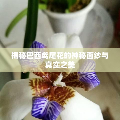揭秘巴西鳶尾花的神秘面紗與真實之美