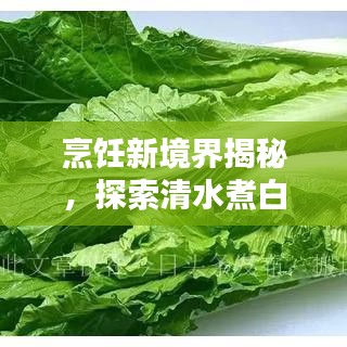 烹飪新境界揭秘，探索清水煮白菜的藝術(shù)之道