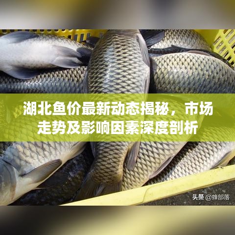 湖北魚價最新動態(tài)揭秘，市場走勢及影響因素深度剖析