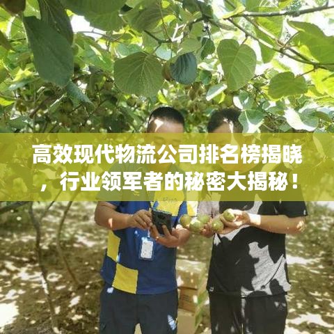 高效現(xiàn)代物流公司排名榜揭曉，行業(yè)領(lǐng)軍者的秘密大揭秘！