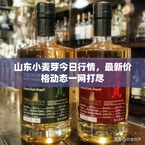 山東小麥芽今日行情，最新價格動態(tài)一網(wǎng)打盡