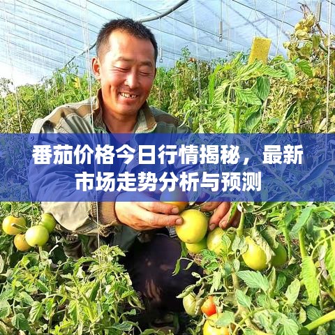 番茄價(jià)格今日行情揭秘，最新市場(chǎng)走勢(shì)分析與預(yù)測(cè)