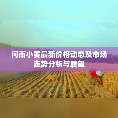 河南小麥最新價(jià)格動(dòng)態(tài)及市場走勢分析與展望