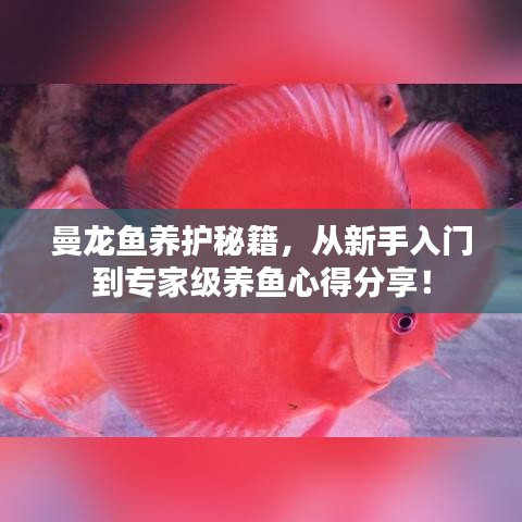 曼龍魚養(yǎng)護(hù)秘籍，從新手入門到專家級(jí)養(yǎng)魚心得分享！