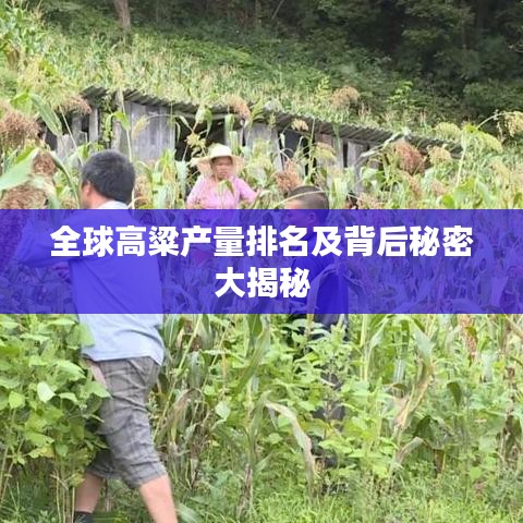 全球高粱產(chǎn)量排名及背后秘密大揭秘