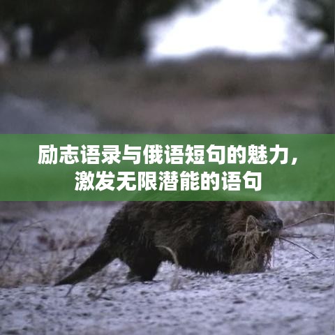 勵志語錄與俄語短句的魅力，激發(fā)無限潛能的語句