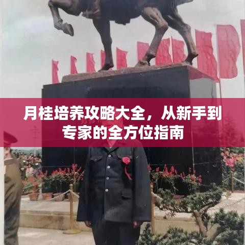 月桂培養(yǎng)攻略大全，從新手到專家的全方位指南