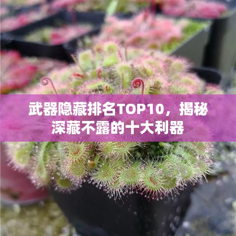 武器隱藏排名TOP10，揭秘深藏不露的十大利器