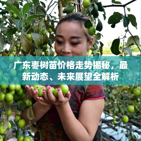 廣東棗樹苗價(jià)格走勢揭秘，最新動(dòng)態(tài)、未來展望全解析