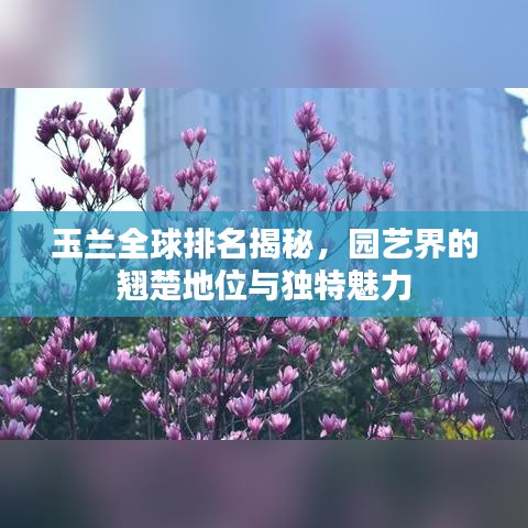 玉蘭全球排名揭秘，園藝界的翹楚地位與獨(dú)特魅力