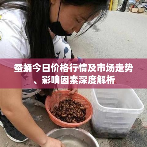 蠶蛹今日價格行情及市場走勢、影響因素深度解析