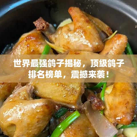 世界最強鴿子揭秘，頂級鴿子排名榜單，震撼來襲！