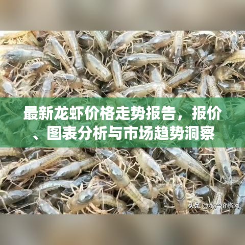 最新龍蝦價(jià)格走勢(shì)報(bào)告，報(bào)價(jià)、圖表分析與市場(chǎng)趨勢(shì)洞察