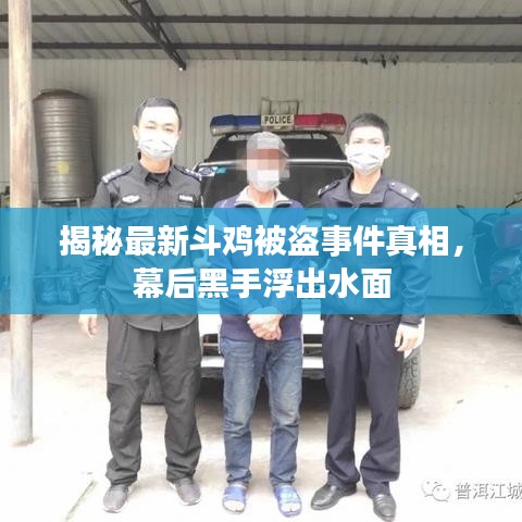 揭秘最新斗雞被盜事件真相，幕后黑手浮出水面