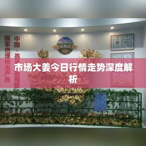 市場(chǎng)大姜今日行情走勢(shì)深度解析
