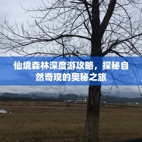 仙境森林深度游攻略，探秘自然奇觀的奧秘之旅