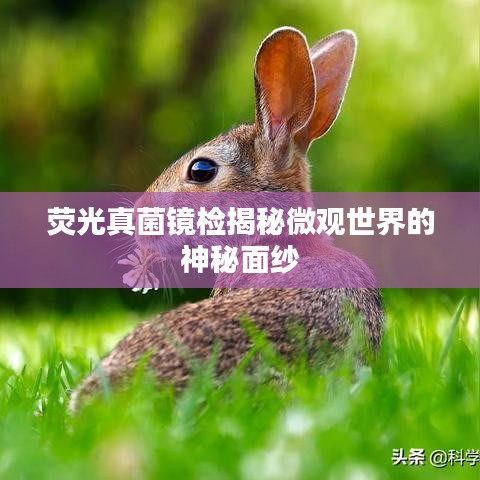 熒光真菌鏡檢揭秘微觀世界的神秘面紗