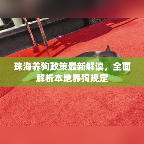 珠海養(yǎng)狗政策最新解讀，全面解析本地養(yǎng)狗規(guī)定