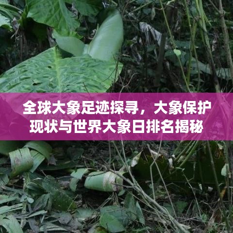 全球大象足跡探尋，大象保護現(xiàn)狀與世界大象日排名揭秘