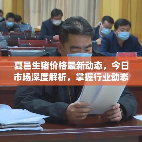 夏邑生豬價(jià)格最新動(dòng)態(tài)，今日市場深度解析，掌握行業(yè)動(dòng)態(tài)趨勢