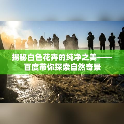 揭秘白色花卉的純凈之美——百度帶你探索自然奇景