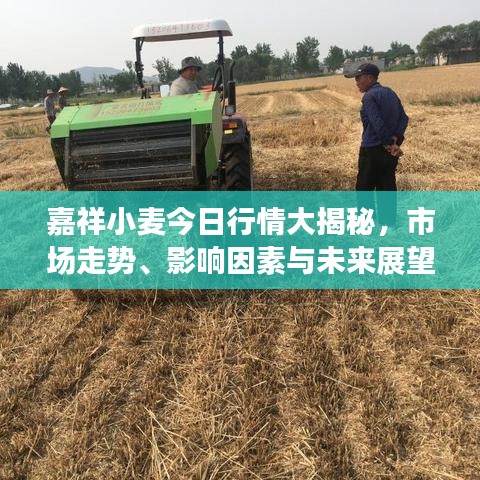 嘉祥小麥今日行情大揭秘，市場走勢、影響因素與未來展望分析