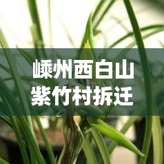 嵊州西白山紫竹村拆遷新動(dòng)態(tài)，鄉(xiāng)村變遷與展望